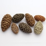Katy Sue Designs Pine Cones Silicone Mould