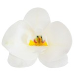 deKora 8.5cm Esspapier Orchideen Weiss, 10 Stück