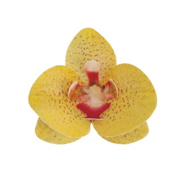 Edible Wafer Paper Orchids - Yellow Orchid Cake Decoration - Glutenfree Orchid Wafer Decorations