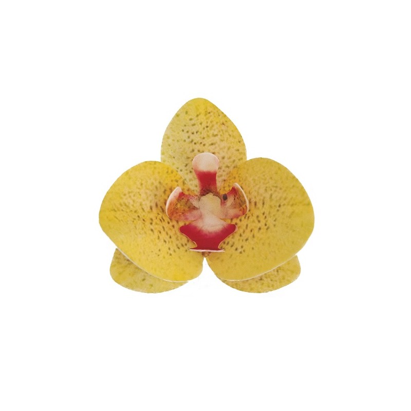 deKora 8.5cm Edible Wafer Paper Orchid Yellow, 10 pcs