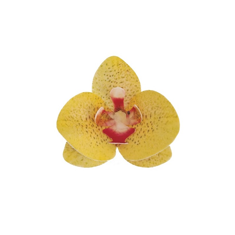 deKora 8.5cm Esspapier Orchideen Gelb, 10 Stück