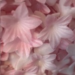 deKora 2cm Esspapier Blumen Pink, 400 Stück