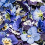 LIOFLOR Edible Flowers Pansy Blue, 2g
