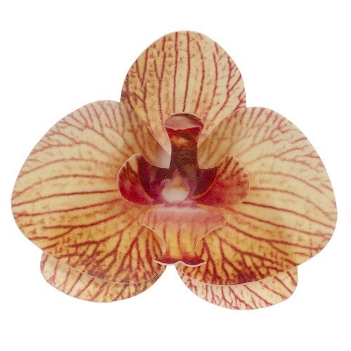 deKora 8.5cm Edible Wafer Paper Orchid Orange, 10 pcs