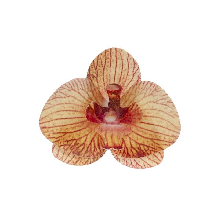 DeKora Edible Wafer Orchids Orange – 10 pcs – Gluten Free & Vegetarian – Phalaenopsis Inspired