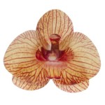 deKora 8.5cm Esspapier Orchideen Orange, 10 Stück