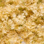 LIOFLOR Essbarer Blumen Elderflower, 2g