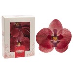 deKora 8.5cm Edible Wafer Paper Orchid Burgundy, 10 pcs