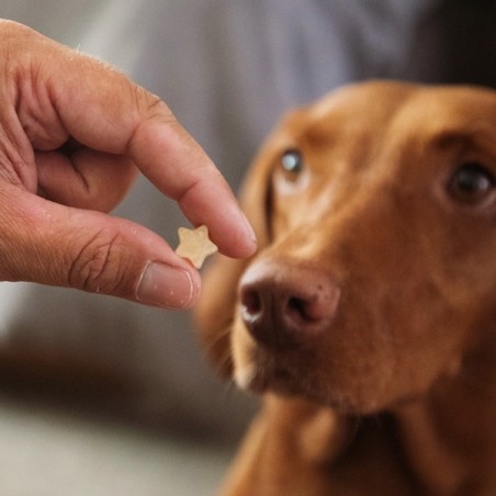 Bake Dog Treats - Make youe own Dog Biscuits - Dog Treats Baking Mat - Collory Silicone Baking Mat Mini Stars
