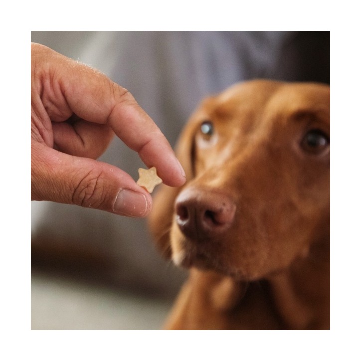 Collory Mini Sterne Leckerli-Backmatte Petrol – Hundesnacks selber machen | Bakeria