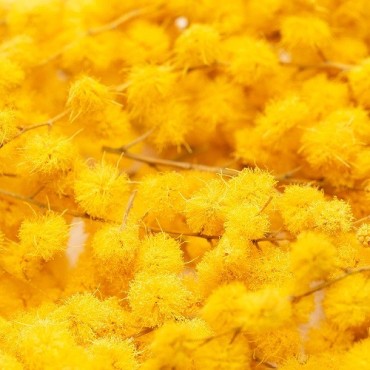 LIOFLOR Edible Yellow Mimosa Flowers Freeze-Dried 2g
