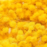 LIOFLOR Edible Mimosa Flowers Yellow, 2g LIOFLOR Edible Mimosa Flowers Yellow, 2g