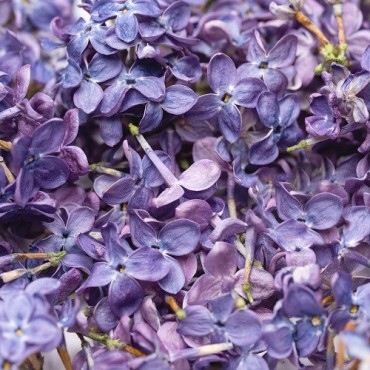 LIOFLOR Essbare Fliederblüten Violett gefriergetrocknet 2g